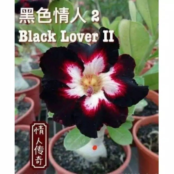Tanaman hias hidup adenium arabicum black lover