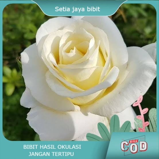 bibit bunga mawar putih