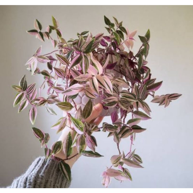 TANAMAN HIAS GANTUNG NEW TRADESCANTIA FLUMINENSIS TRICOLOR