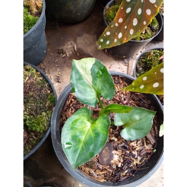 tanaman hias syngonium t 24
