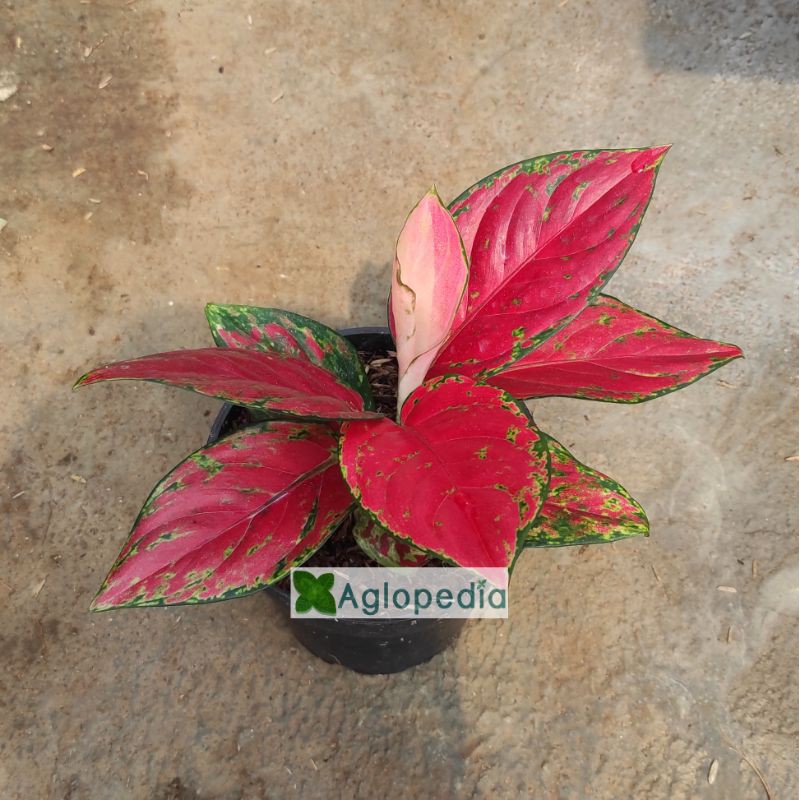 Aglonema Red Venus Uk Sedang - Aglopedia