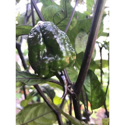 Benih-Bibit Cabe Super Pedas Purple Carolina Reaper (Haira Seed)