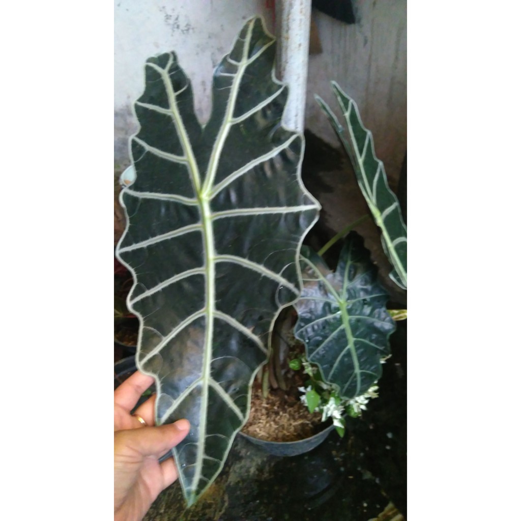 Keladi amazon indukan tanaman hias