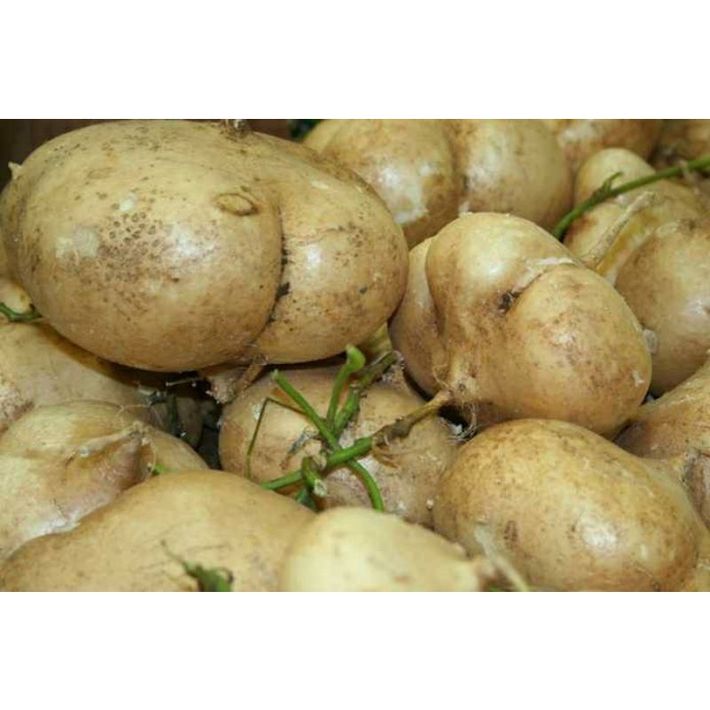 

Bengkoang 500g