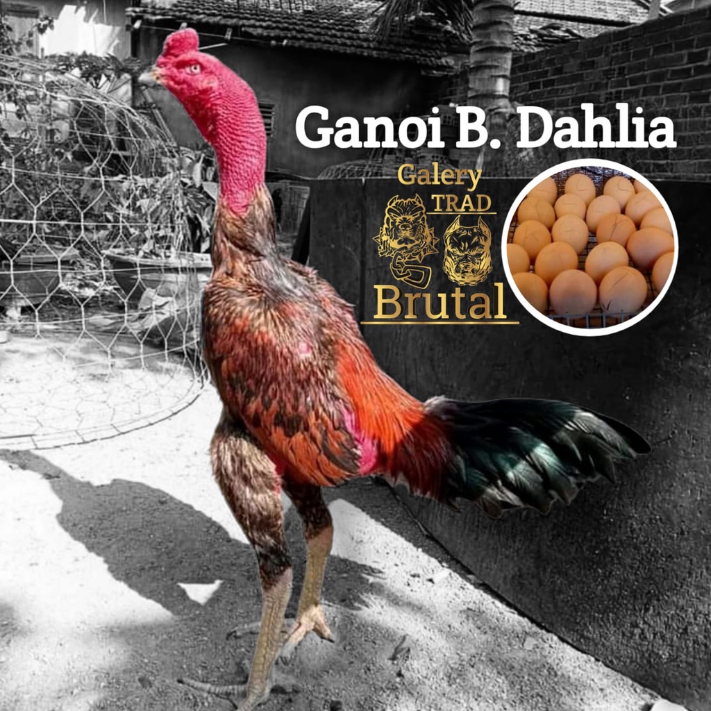 ayam bangkok ganoi dahlia super aduan asli telur eram siap tetas