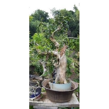 bonsai serut jadi tinggi besar karakter