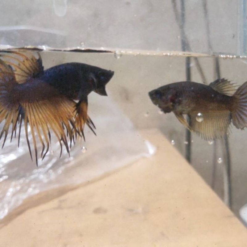 Ikan Cupang Crowntail Mustard Gas Satu Pair