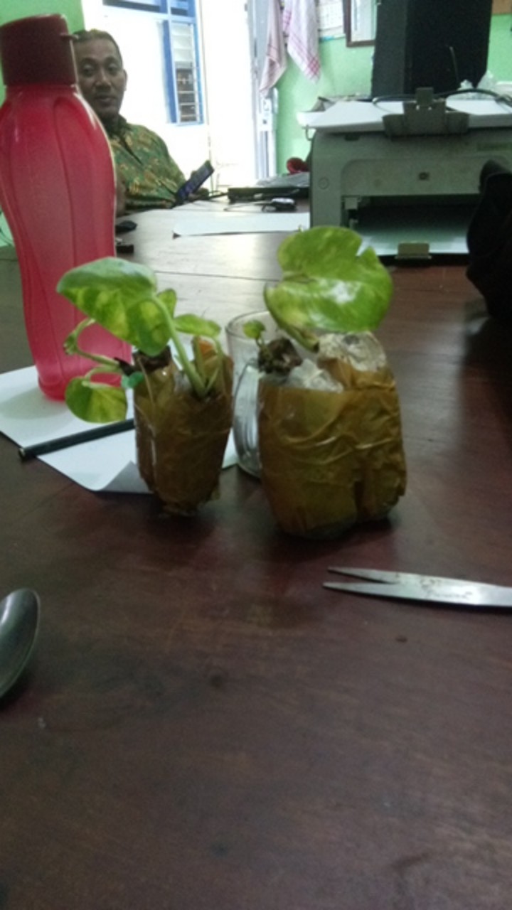 Sale ❗❗ Bibit Sirih Gading Jumbo