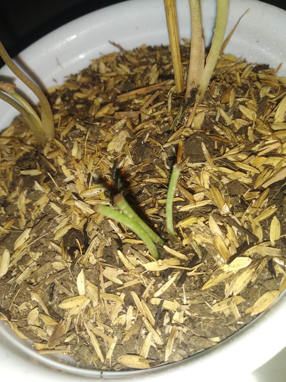 Keladi White Raffles Caladium White Knight