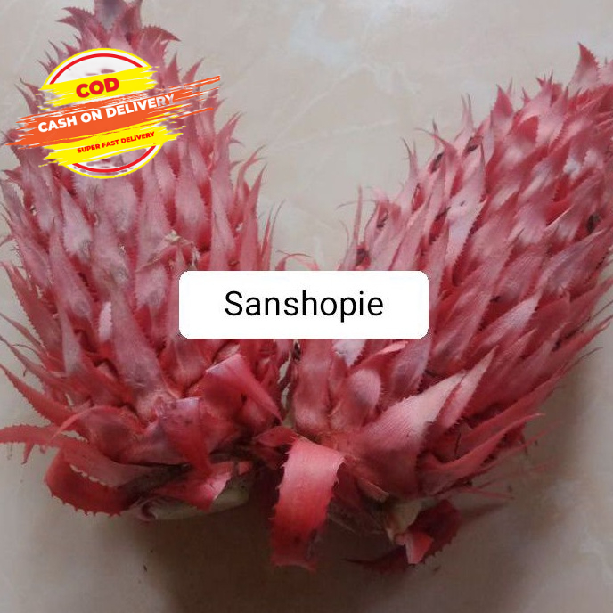 

Nanas muda merah nanas hutan 500 gr