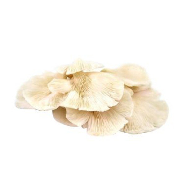 

JAMUR TIRAM 250 GR
