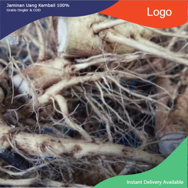 

Promo Akar tanaman sidaguri jantan 1kg fresh & organic jenis betina dan jantan