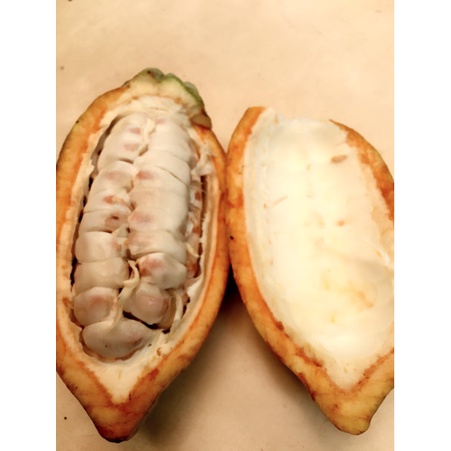 

Q0121Sa Biji Cokelat /Kakao Kering Super D5qs44
