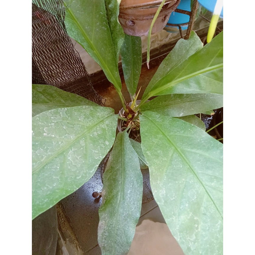 Tanaman Anthurium Hokeri Garuda