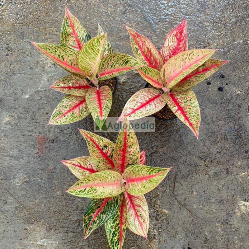 Legacy Merah Besar - Aglopedia