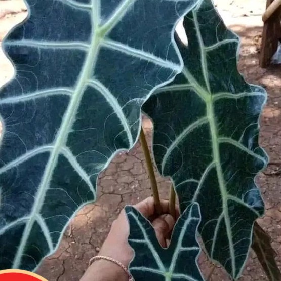 Tanaman Hias Keladi amazon-keladi tengkorak amazon- Keladi Amazon Caladium