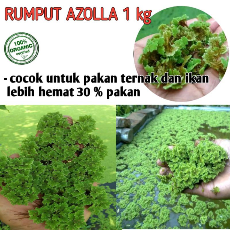 rumput azolla asli 1 kg