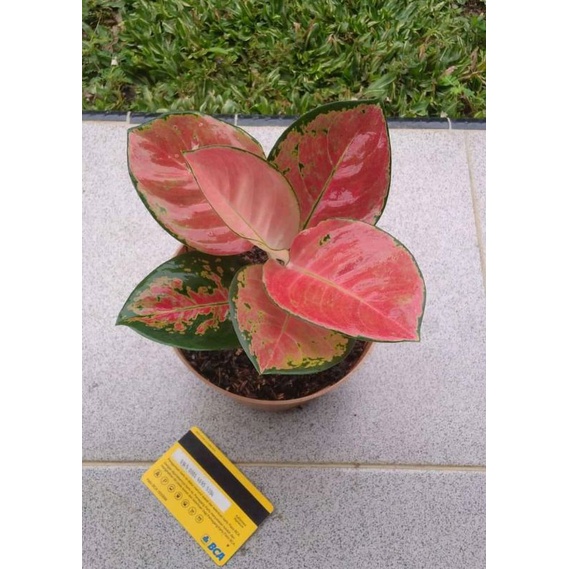 aglonema khocin eboni cantik anakan baby alam indah taman