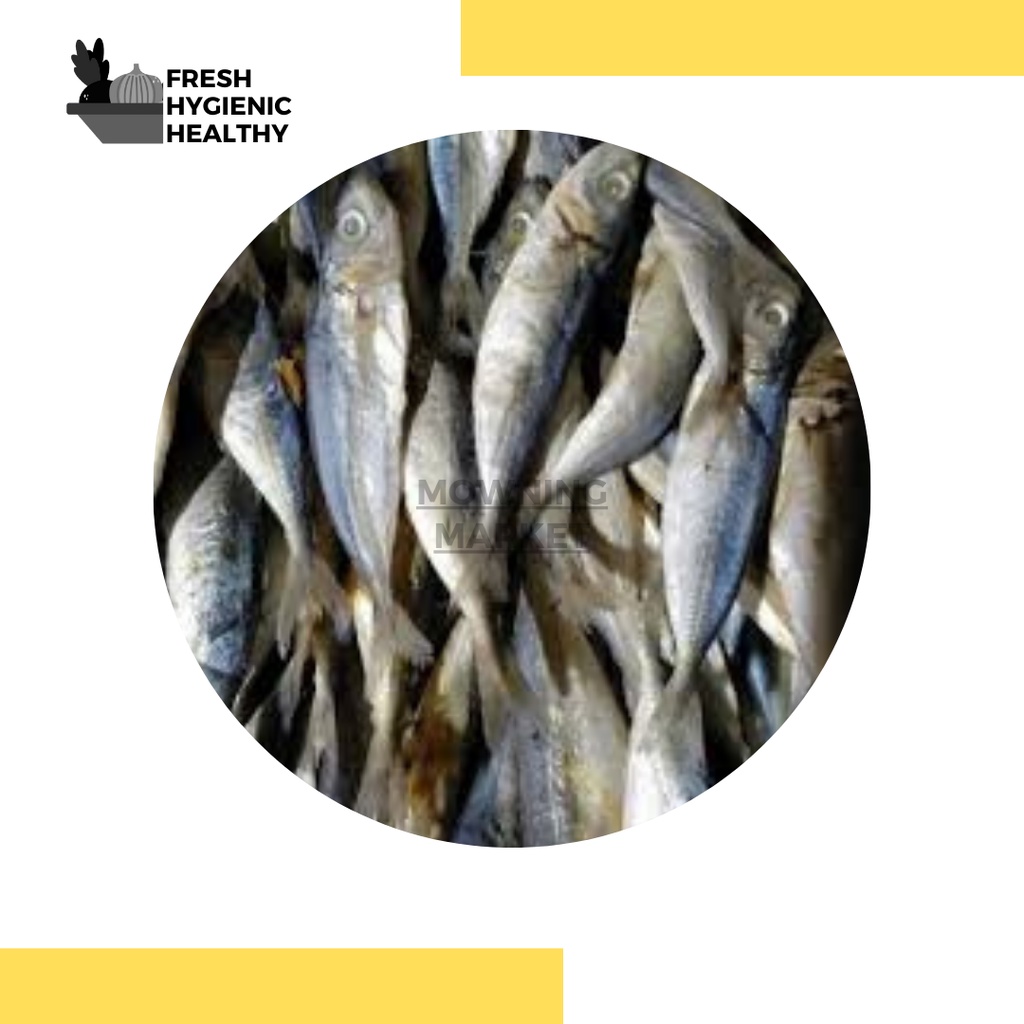 

IKAN KLOTHOK