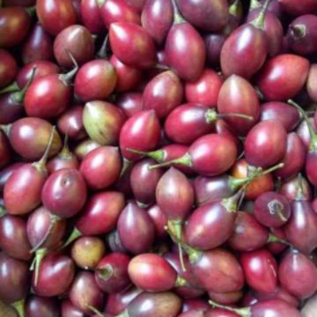 

terong belanda segar organik 1kg