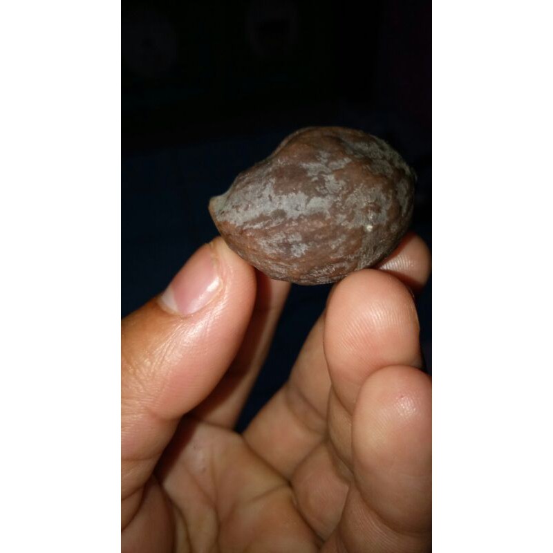 anakcp(muncang_jalim)