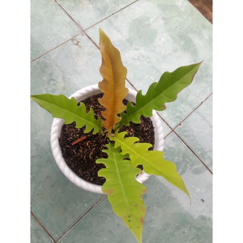 Tanaman hias philodendron golden saw/philo gollden saw/tanaman hias philodendroon golden