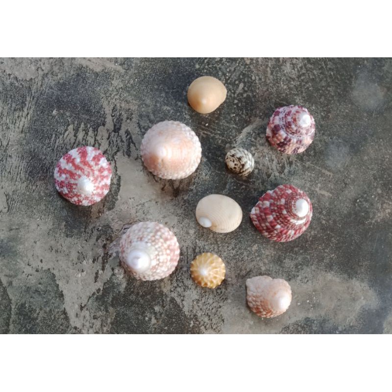 

Kulit Kerang Spiral Original dari Laut 03