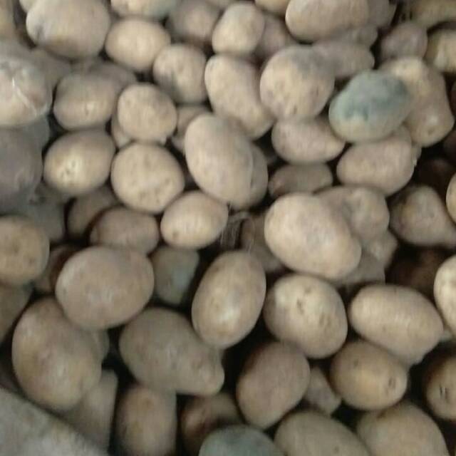 

KETANG SEGAR