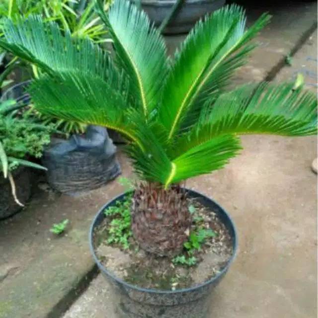 Tanaman Hias Sikas Mini