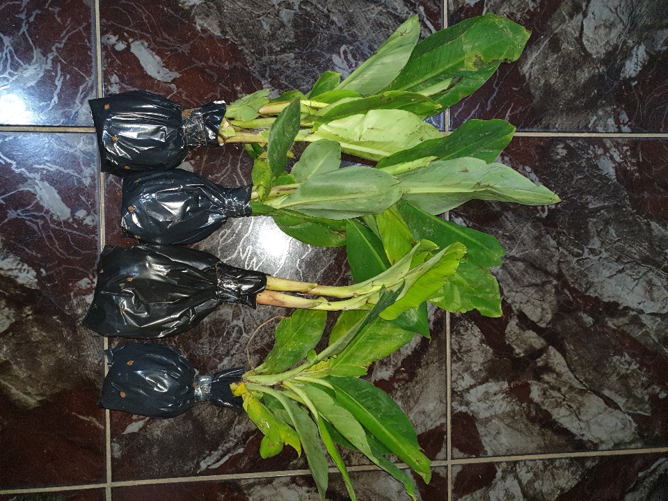 Turus Sabut Kelapa / Turus Penyangga Tanaman Rambat / Turus Tanaman Monstera / Turus Janda Bolong