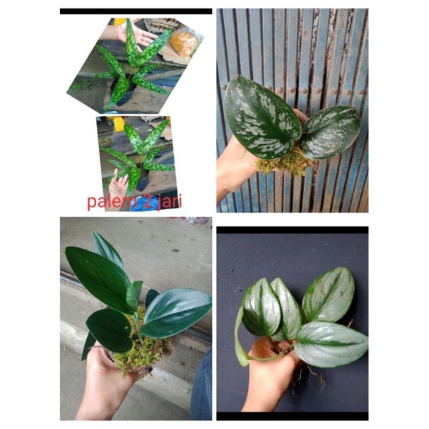 

Paketan lebih Murah 4 tanaman berbeda,palem 2 jari rawatan,scindapsus exotica,scindapsus turbi dark,scindapsus moonlight