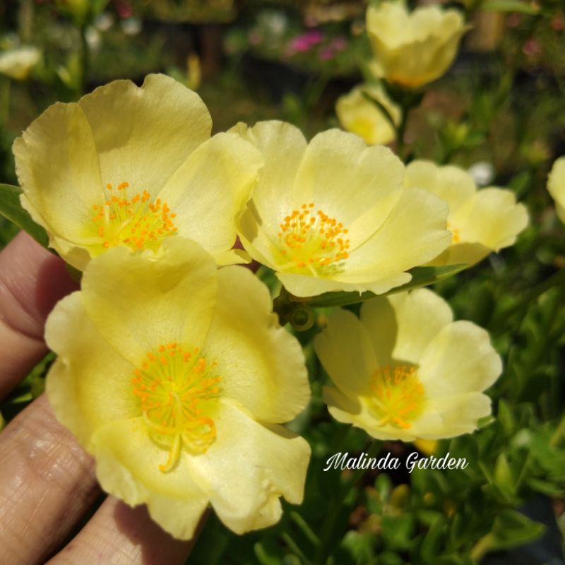 Bunga Krokot import HIJAU EPAL / tanaman hias / mossrose / rose jepun