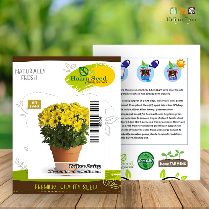 Benih-Bibit Bunga Yellow Daisy (Haira Seed)