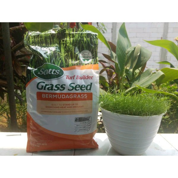 Bibit Benih Biji Rumput Bermuda Grass seed