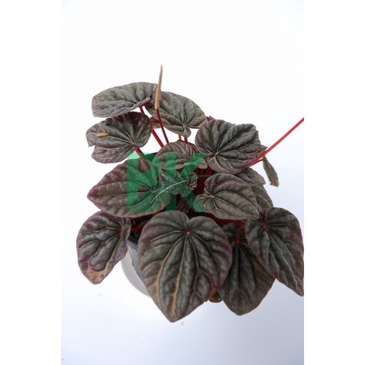 Peperomia caperata merah / Paperomia red luna - BAKUL KEMBANG