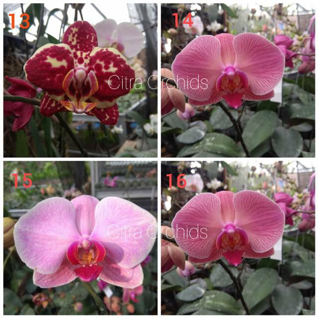 Anggrek bulan seedling