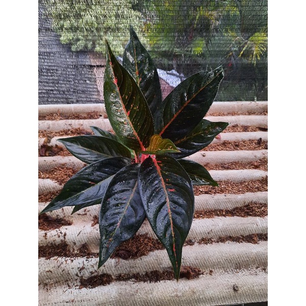 aglonema hot  lady black lokal real pick