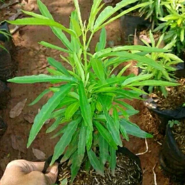 Tanaman zodia pengusir nyamuk - pohon zodia - tanaman pengusir nyamuk - tanaman zodia anti nyamuk