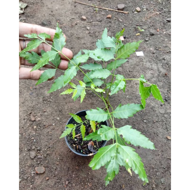 Bibit Mimba Murah Berkualitas