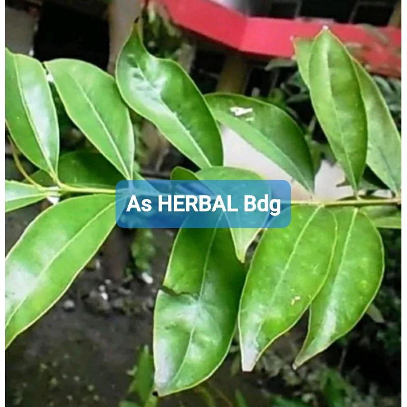 

Daun Mahkota dewa Segar 200 gram-az