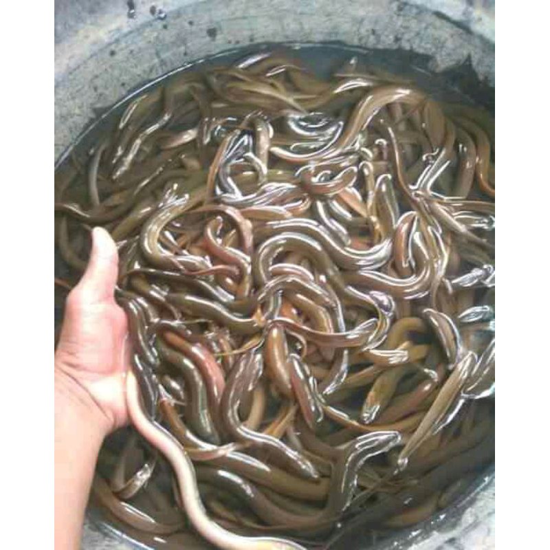 

Belut sawah Geprek.500 gram