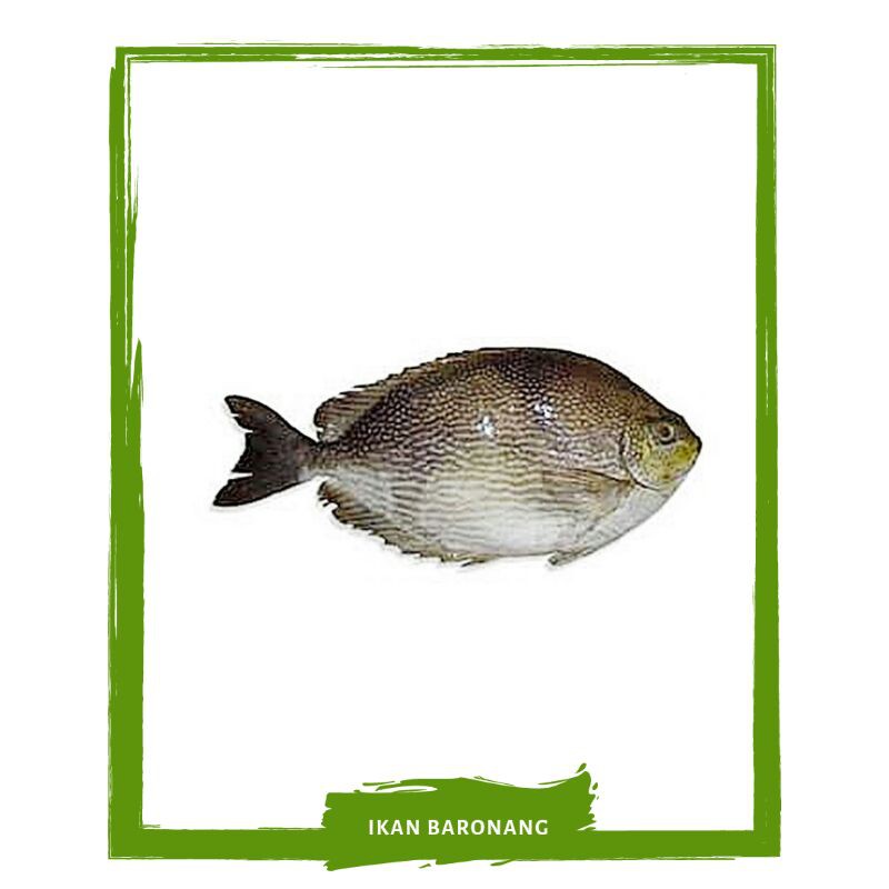 

Ikan Baronang / Ikan Segar On Mallahrizwa