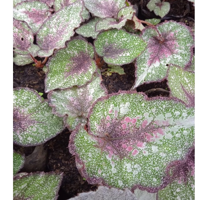 Tanaman Hias Begonia Rex Aurora /Begonia Rex Mutiara