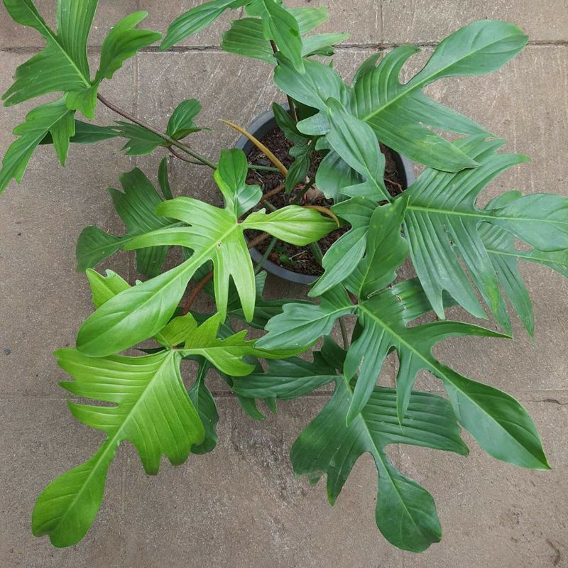 Tanaman hias bunga philodendron florida ghost merpati
