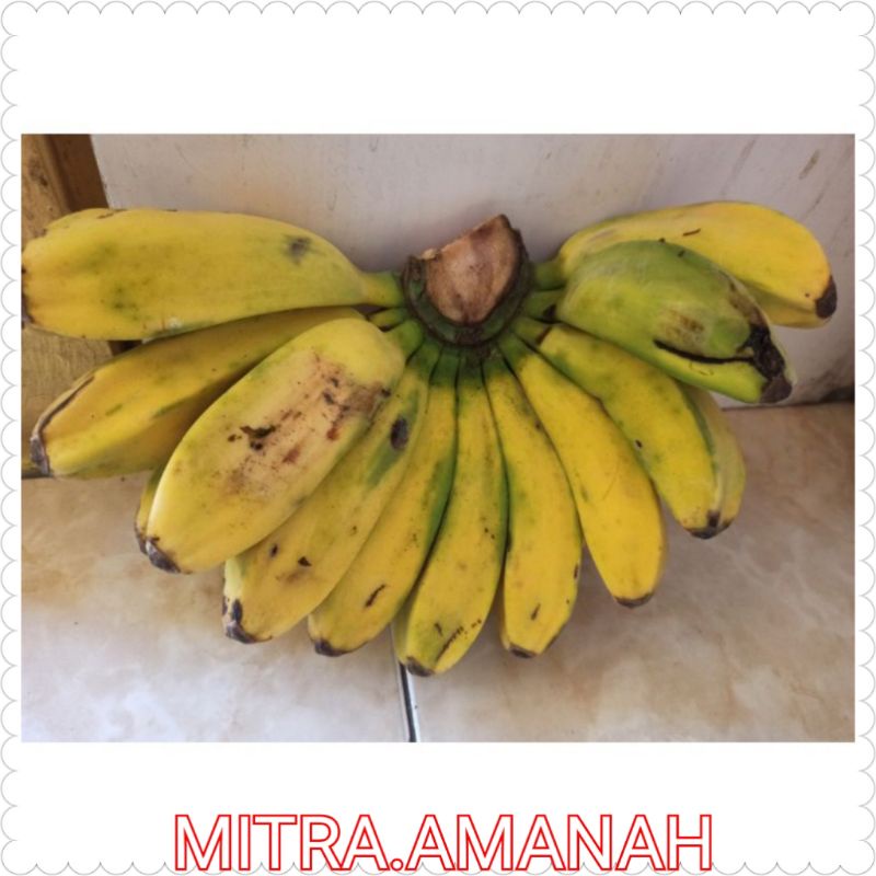 

PISANG KEPOK FRESH 1SISIR