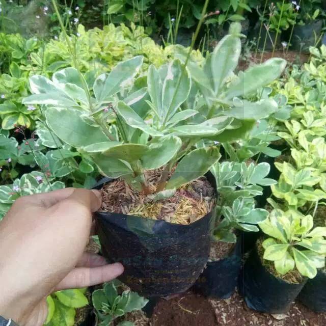 Tanaman hias ginseng variegata - ginseng variegata - ginseng Korea - ginseng - pohon ginseng