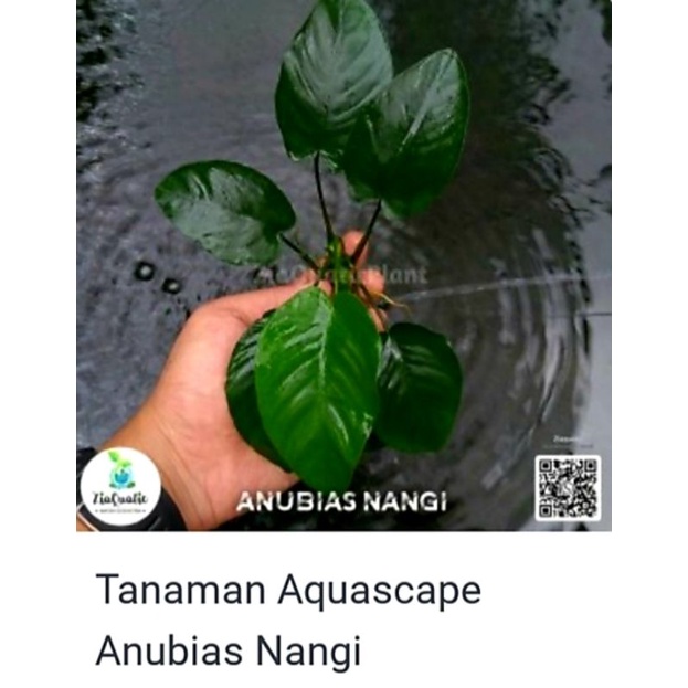 tanaman aquascape anubias nangi