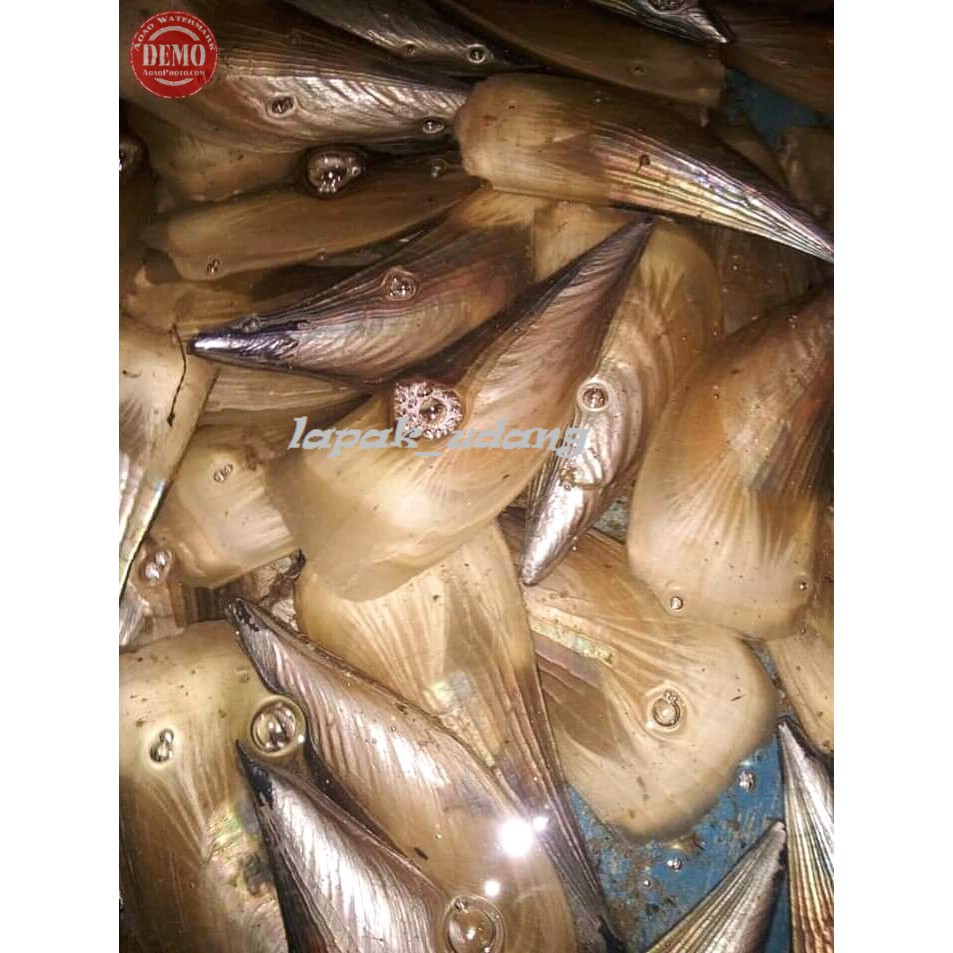 

Kerang Kapak Kampak Seafood Segar