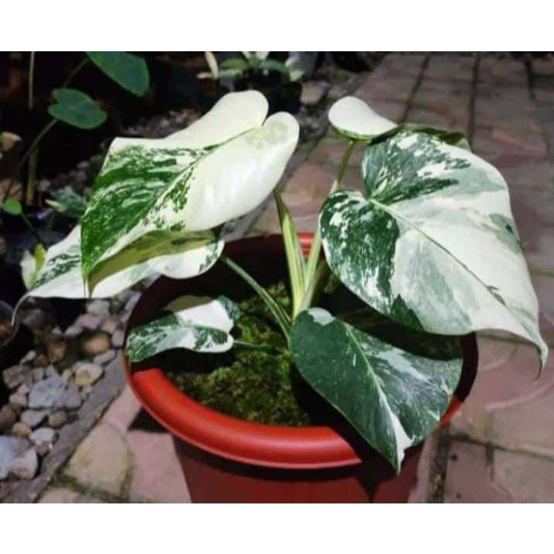 TANAMAN HIAS MONSTERA VARIGATA 1 DAUN