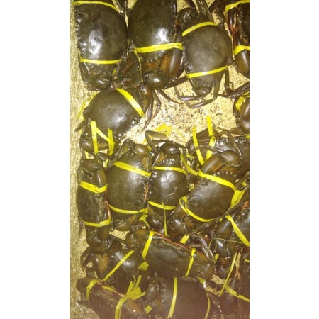 

KEPITING BAKAU FRESH 200 GRAM UP (1 KG ISI 4/5